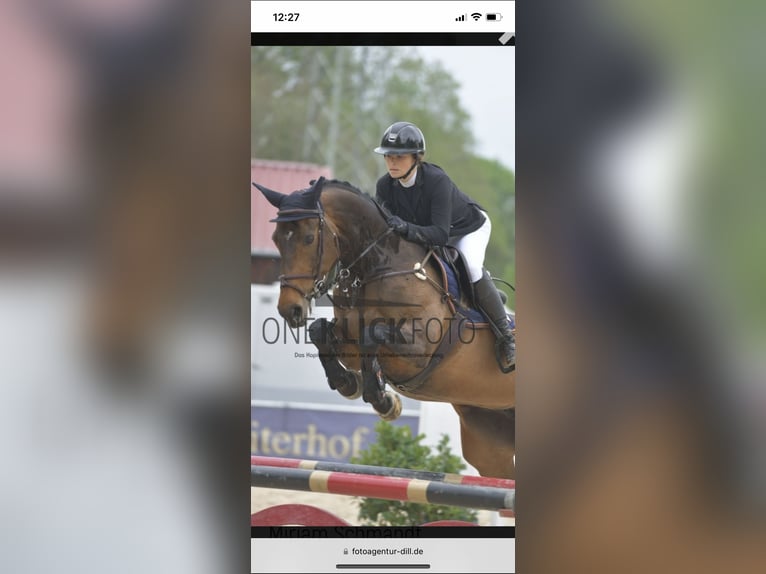 Hannoveraner Stute 16 Jahre 170 cm Dunkelbrauner in M&#xFC;nzenberg
