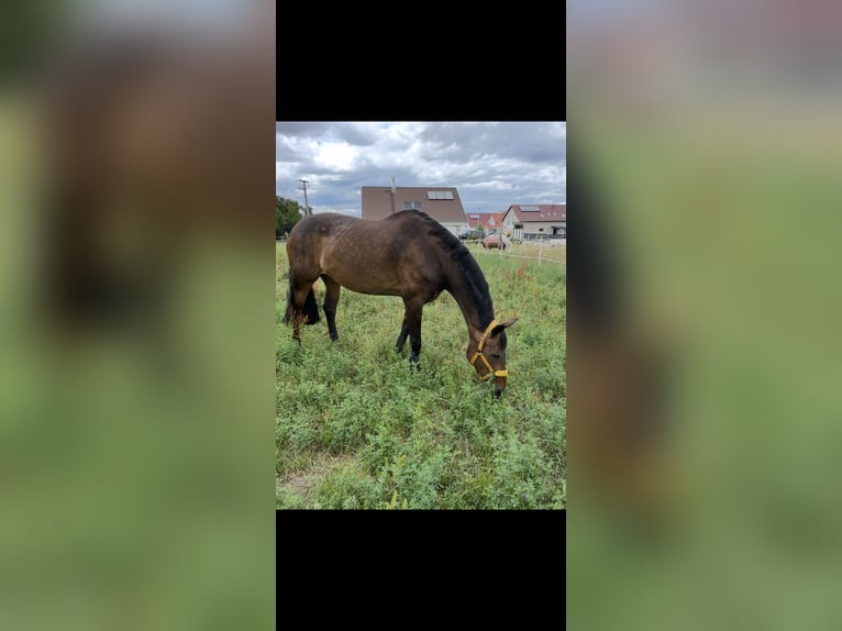 Hannoveraner Stute 16 Jahre 170 cm Dunkelbrauner in M&#xFC;nzenberg