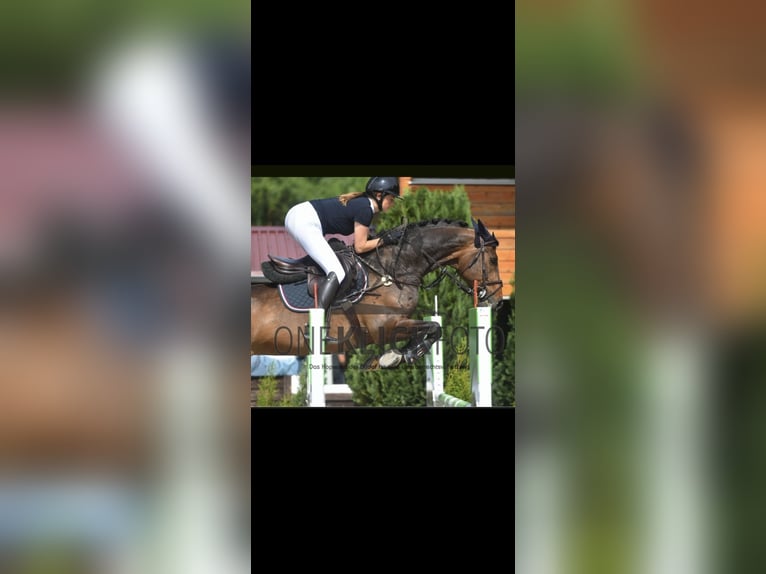 Hannoveraner Stute 16 Jahre 170 cm Dunkelbrauner in M&#xFC;nzenberg