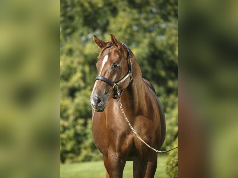 Hannoveraner Stute 16 Jahre 170 cm Fuchs in Clavier