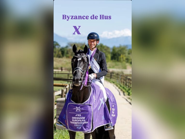 Hannoveraner Stute 16 Jahre 170 cm Fuchs in Clavier