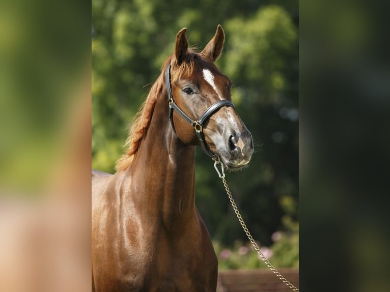 Hannoveraner Stute 16 Jahre 170 cm Fuchs in Clavier