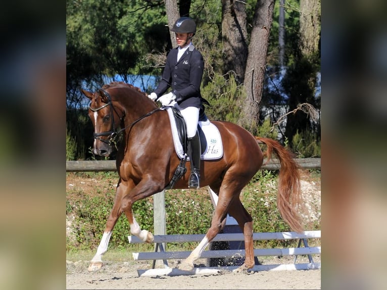 Hannoveraner Stute 16 Jahre 170 cm Fuchs in Clavier