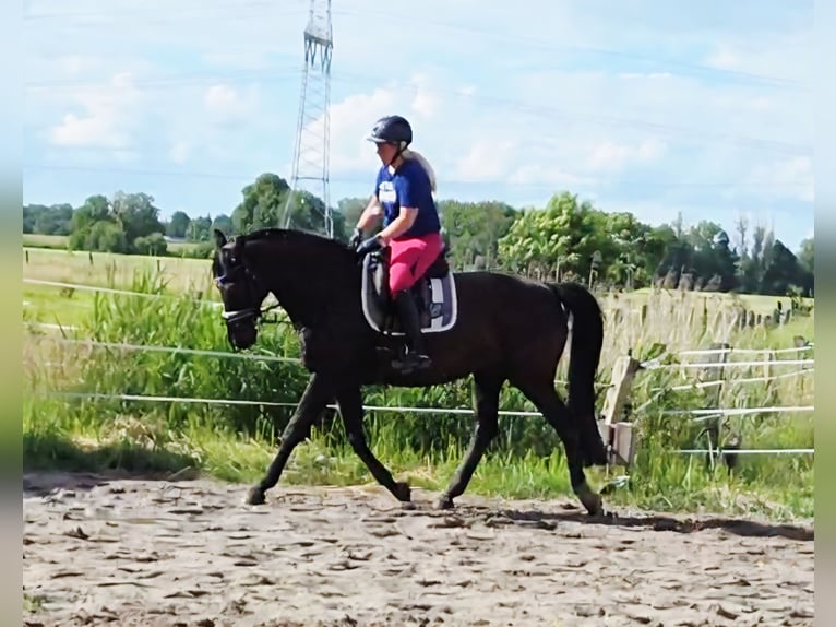 Hannoveraner Stute 16 Jahre 170 cm Rappe in Leer (Ostfriesland)