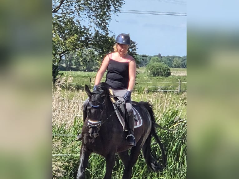 Hannoveraner Stute 16 Jahre 170 cm Rappe in Leer (Ostfriesland)