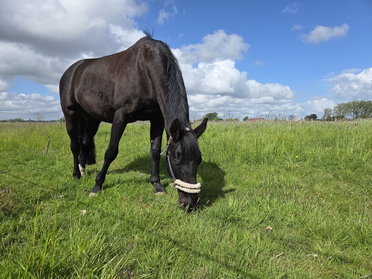 Hannoveraner Stute 16 Jahre 170 cm Rappe in Leer (Ostfriesland)