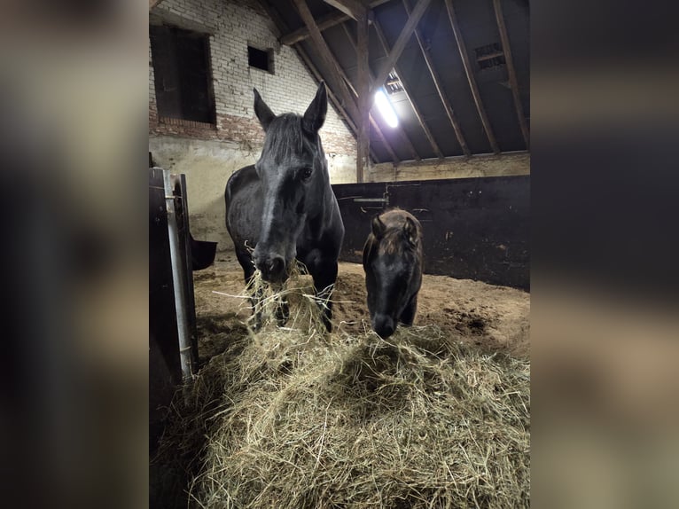 Hannoveraner Stute 16 Jahre 170 cm Rappe in Leer (Ostfriesland)