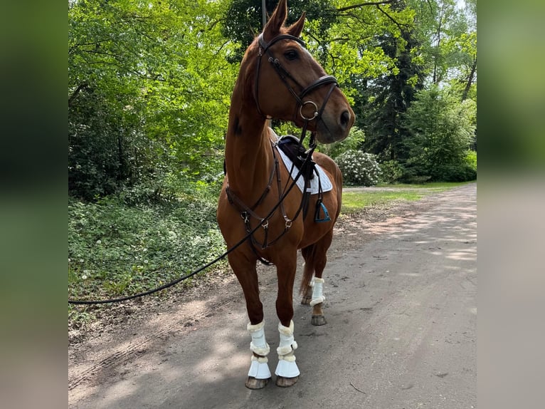 Hannoveraner Stute 16 Jahre 171 cm Fuchs in Celle