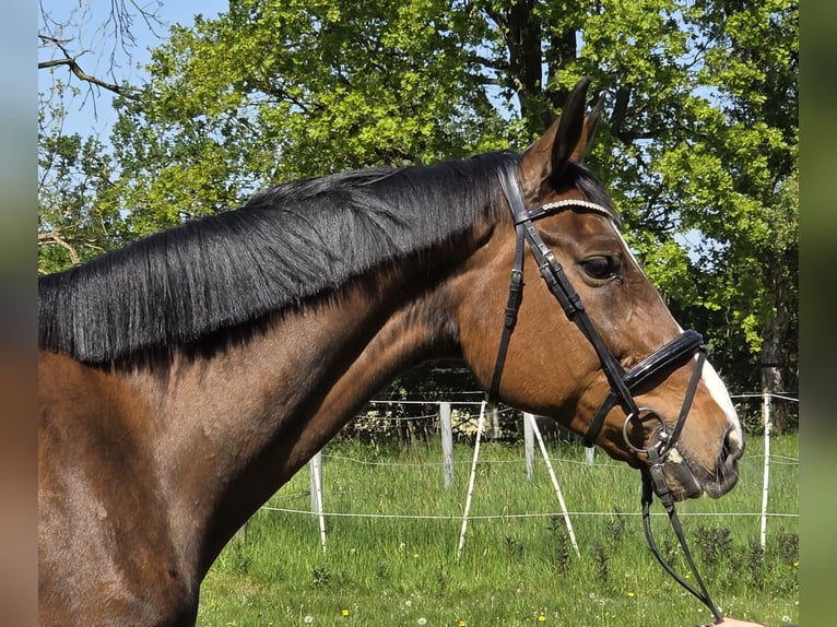 Hannoveraner Stute 16 Jahre 172 cm Dunkelbrauner in Wachtendonk