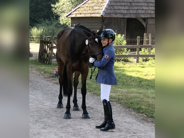 Hannoveraner Stute 16 Jahre 172 cm Dunkelbrauner in Wahlbach