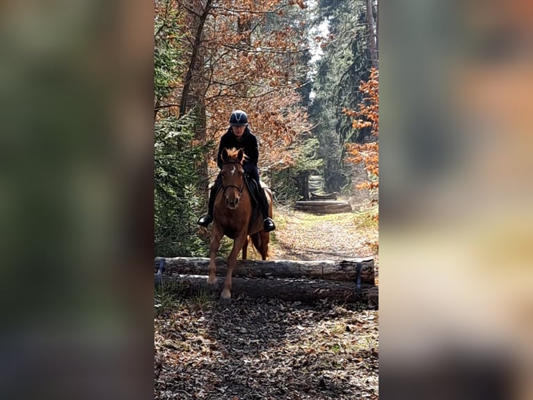 Hannoveraner Stute 16 Jahre 172 cm Fuchs in Dachtmissen