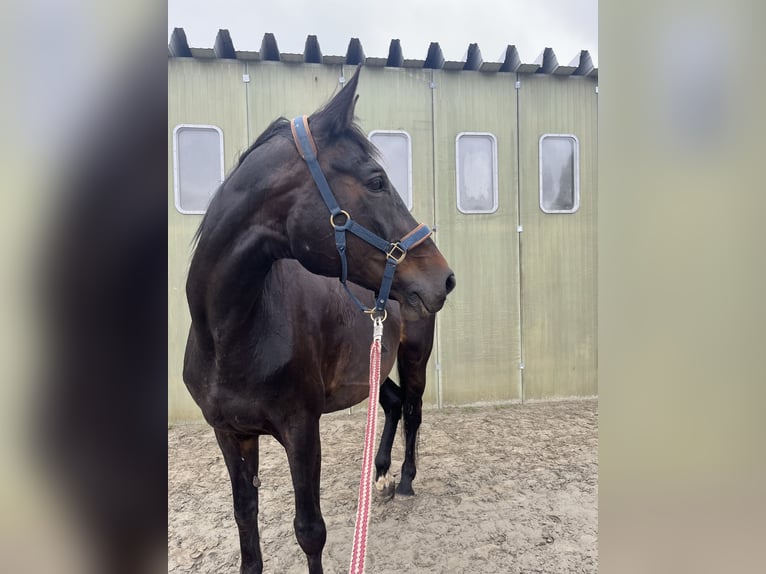 Hannoveraner Stute 16 Jahre 173 cm Brauner in Kisdorf