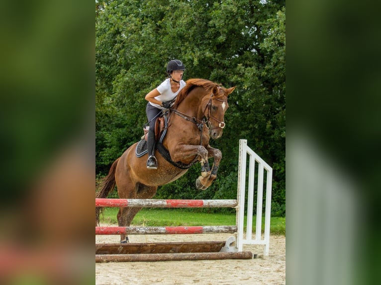 Hannoveraner Stute 16 Jahre 173 cm Fuchs in Wachtberg