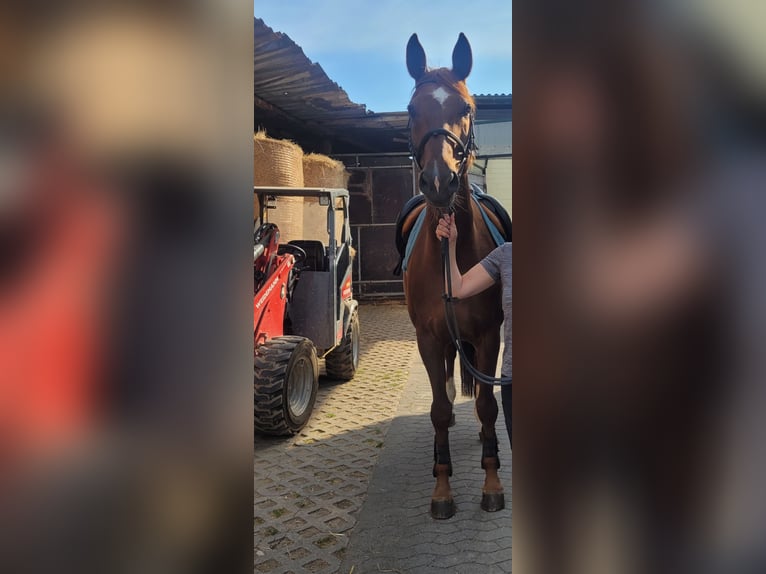 Hannoveraner Stute 16 Jahre 173 cm Fuchs in Wachtberg