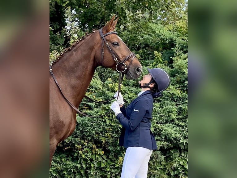 Hannoveraner Stute 16 Jahre 173 cm Fuchs in Wachtberg