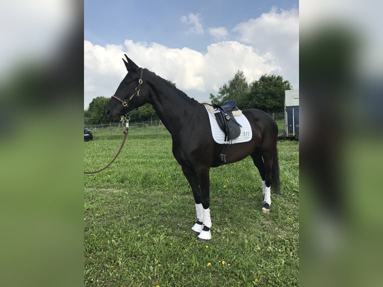 Hannoveraner Stute 16 Jahre 173 cm Rappe in Hemsbach