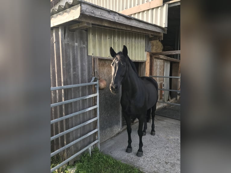 Hannoveraner Stute 16 Jahre 174 cm Rappe in Rebstein