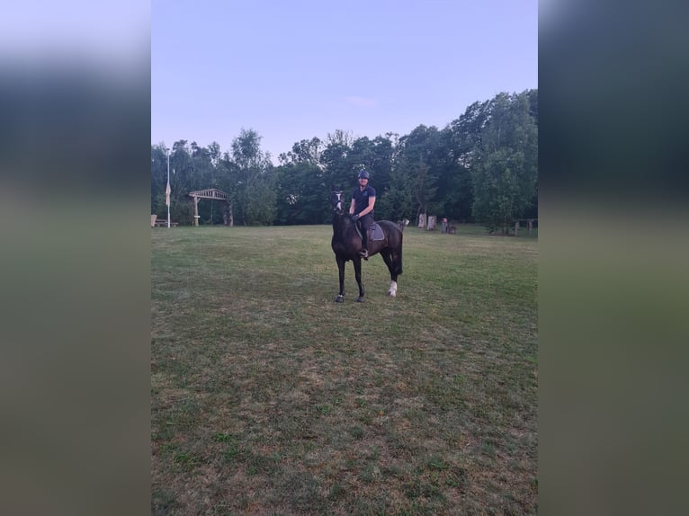 Hannoveraner Stute 17 Jahre 163 cm Rappe in Vordorf
