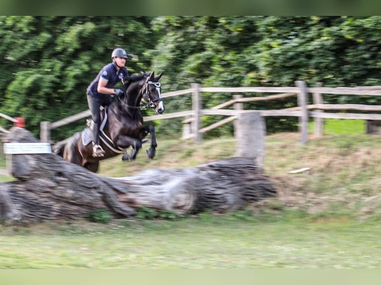 Hannoveraner Stute 17 Jahre 163 cm Rappe in Vordorf