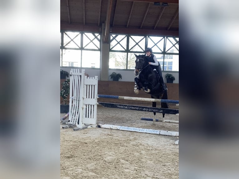Hannoveraner Stute 17 Jahre 164 cm Dunkelbrauner in Elsendorf