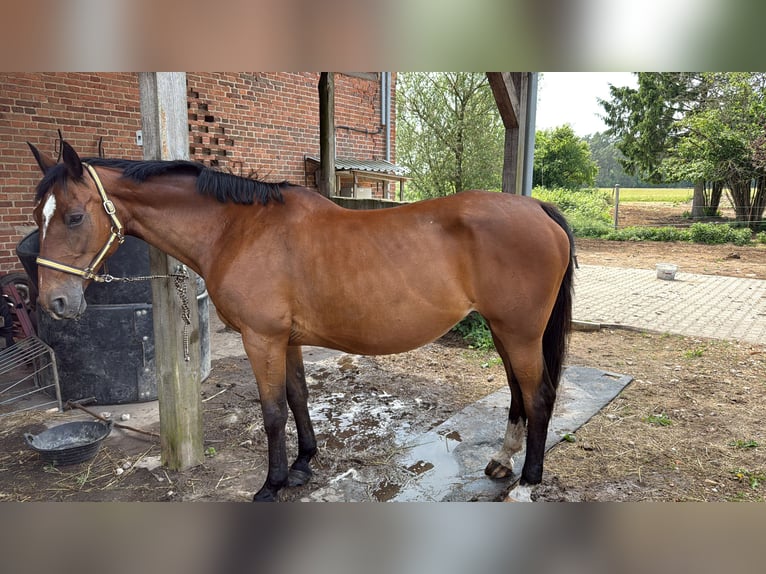 Hannoveraner Stute 17 Jahre 164 cm Fuchs in Feldberger Seenlandschaft