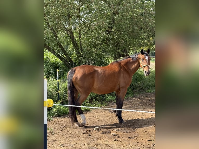 Hannoveraner Stute 17 Jahre 164 cm Fuchs in Feldberger Seenlandschaft