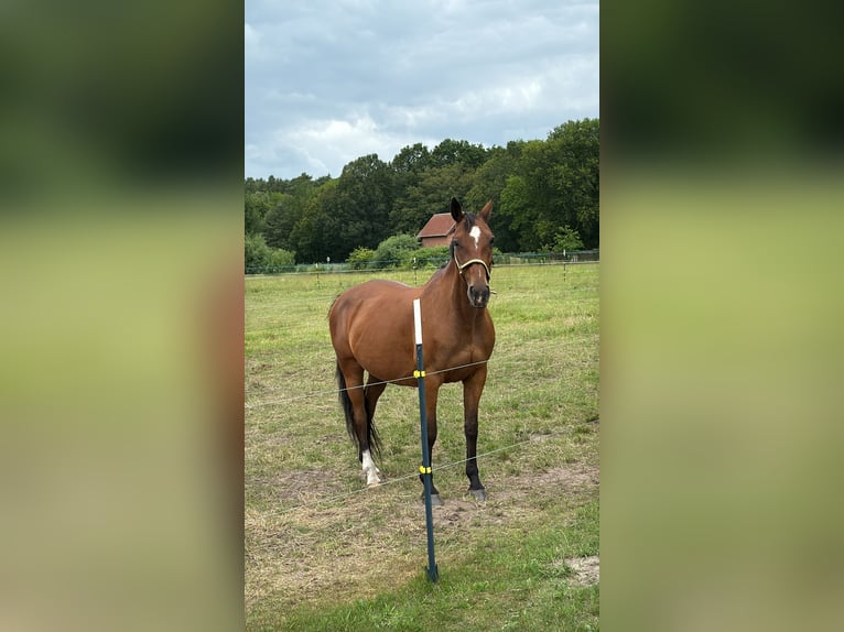 Hannoveraner Stute 17 Jahre 164 cm Fuchs in Feldberger Seenlandschaft