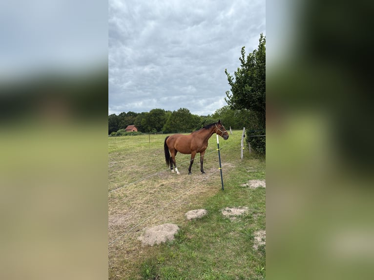 Hannoveraner Stute 17 Jahre 164 cm Fuchs in Feldberger Seenlandschaft