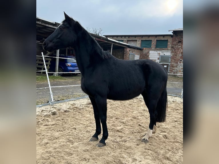 Hannoveraner Stute 17 Jahre 164 cm Rappe in M&#xF6;llendorfMansfeld