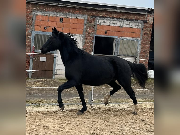 Hannoveraner Stute 17 Jahre 164 cm Rappe in M&#xF6;llendorfMansfeld