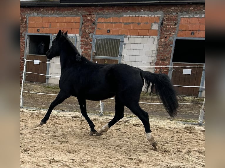 Hannoveraner Stute 17 Jahre 164 cm Rappe in M&#xF6;llendorfMansfeld