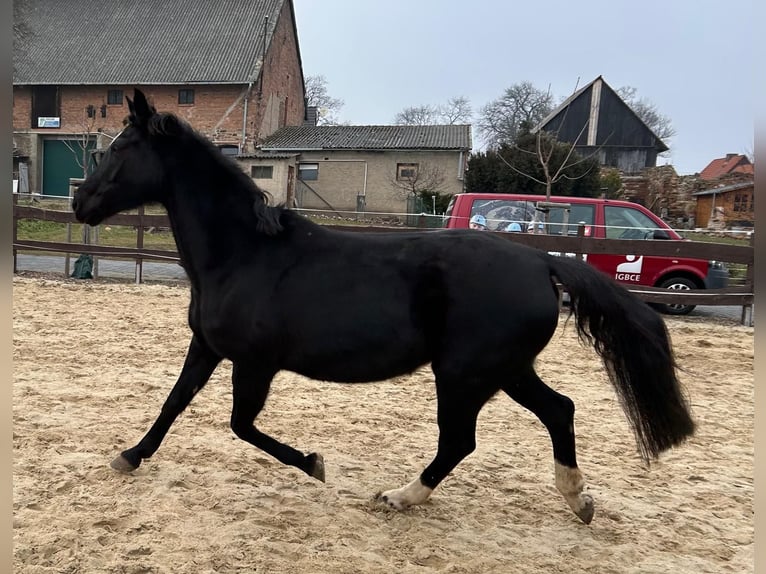 Hannoveraner Stute 17 Jahre 164 cm Rappe in M&#xF6;llendorfMansfeld