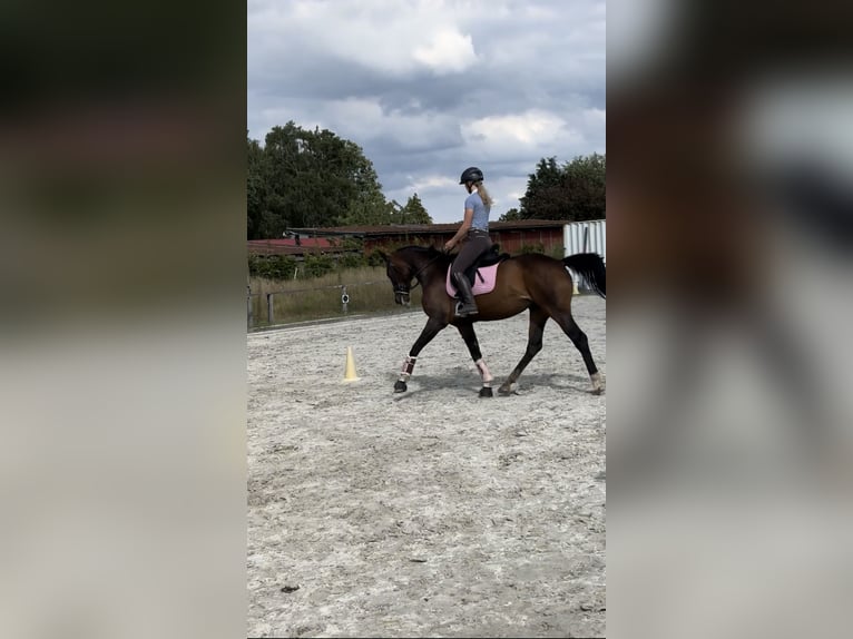 Hannoveraner Stute 17 Jahre 167 cm Brauner in Gönnebek
