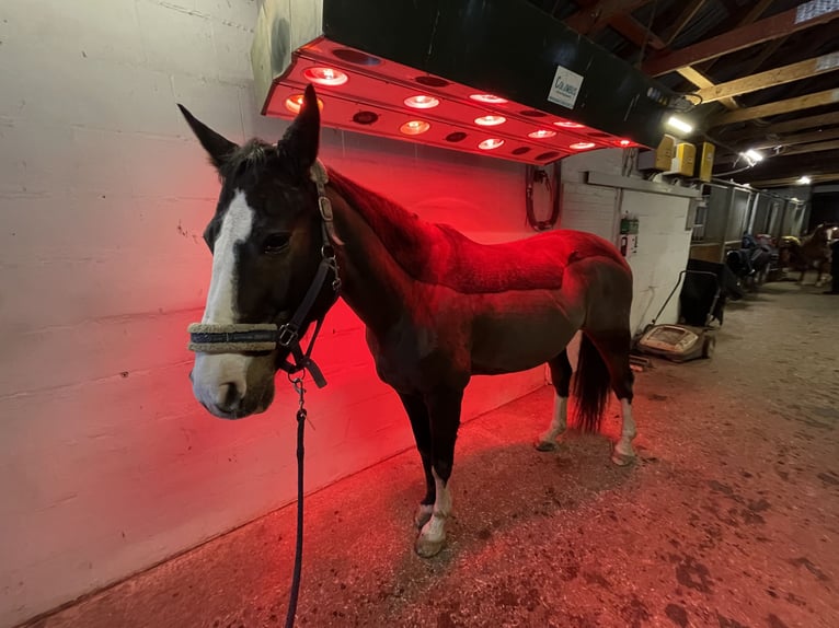 Hannoveraner Stute 17 Jahre 167 cm Dunkelbrauner in Coburg