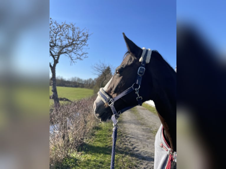 Hannoveraner Stute 17 Jahre 167 cm Dunkelbrauner in Coburg