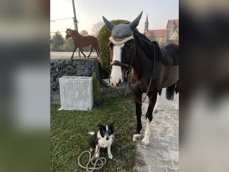 Hannoveraner Stute 17 Jahre 167 cm Dunkelbrauner in Coburg