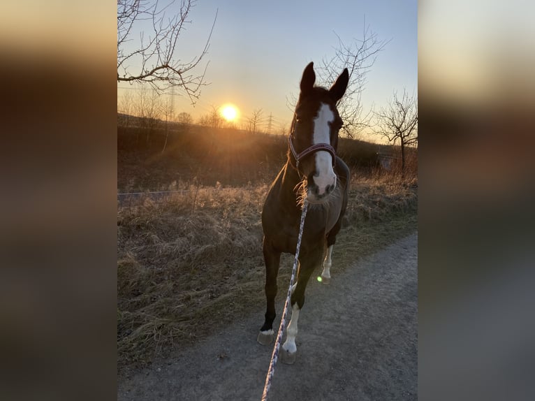 Hannoveraner Stute 17 Jahre 167 cm Dunkelbrauner in Coburg