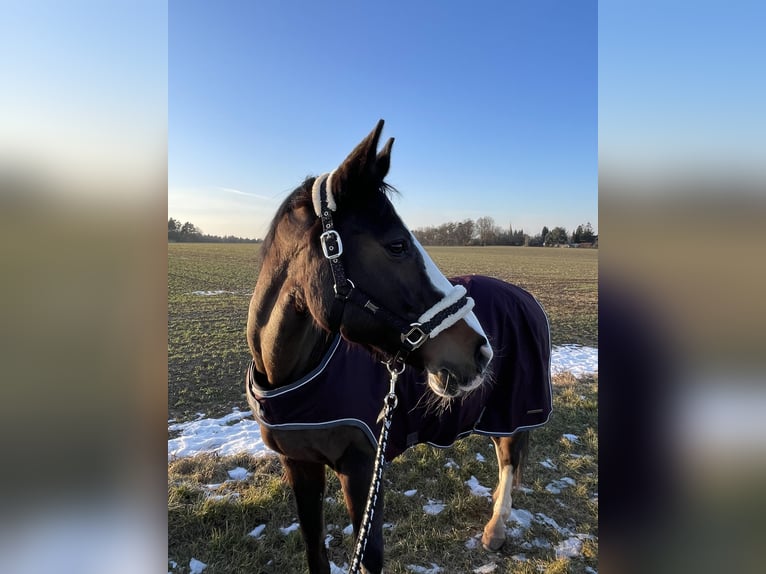 Hannoveraner Stute 17 Jahre 167 cm Dunkelbrauner in Coburg