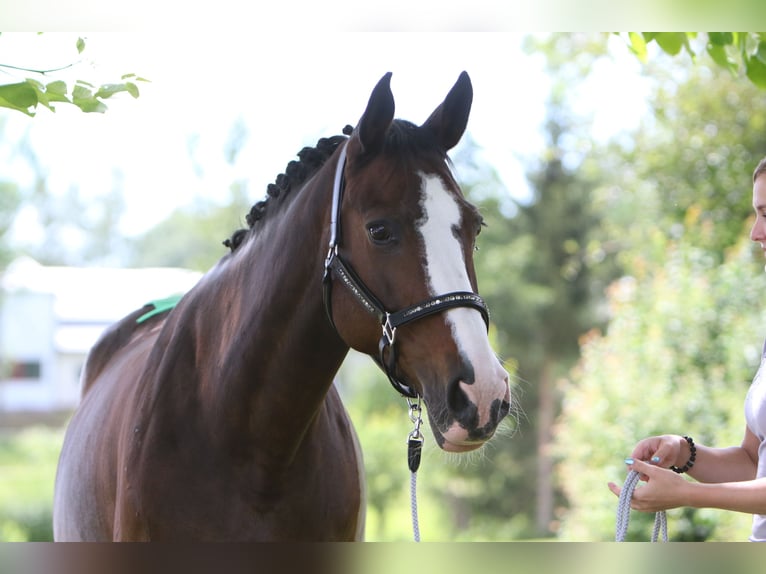Hannoveraner Stute 17 Jahre 167 cm Dunkelbrauner in Coburg