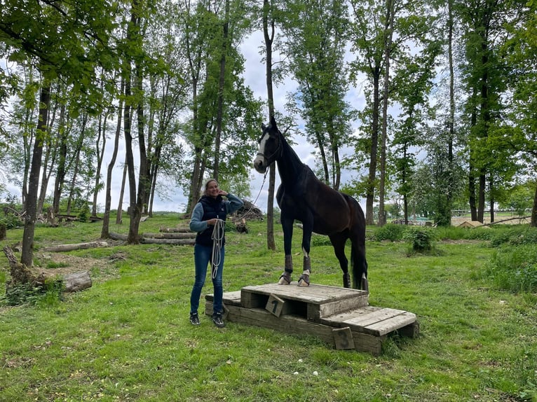 Hannoveraner Stute 17 Jahre 167 cm Dunkelbrauner in Coburg