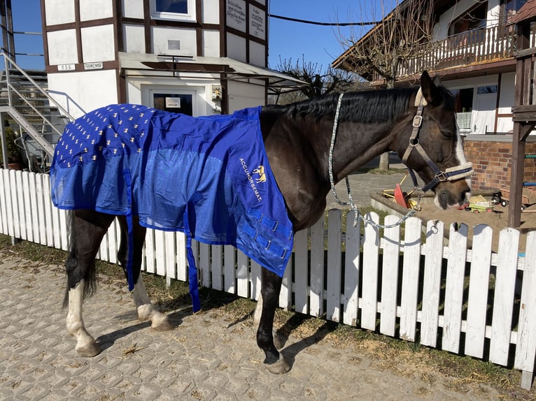 Hannoveraner Stute 17 Jahre 167 cm Dunkelbrauner in Coburg