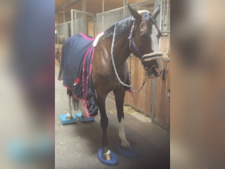 Hannoveraner Stute 17 Jahre 167 cm Dunkelbrauner in Coburg