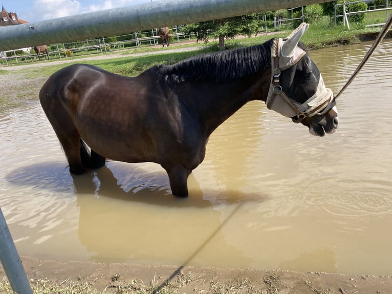 Hannoveraner Stute 17 Jahre 167 cm Dunkelbrauner in Coburg