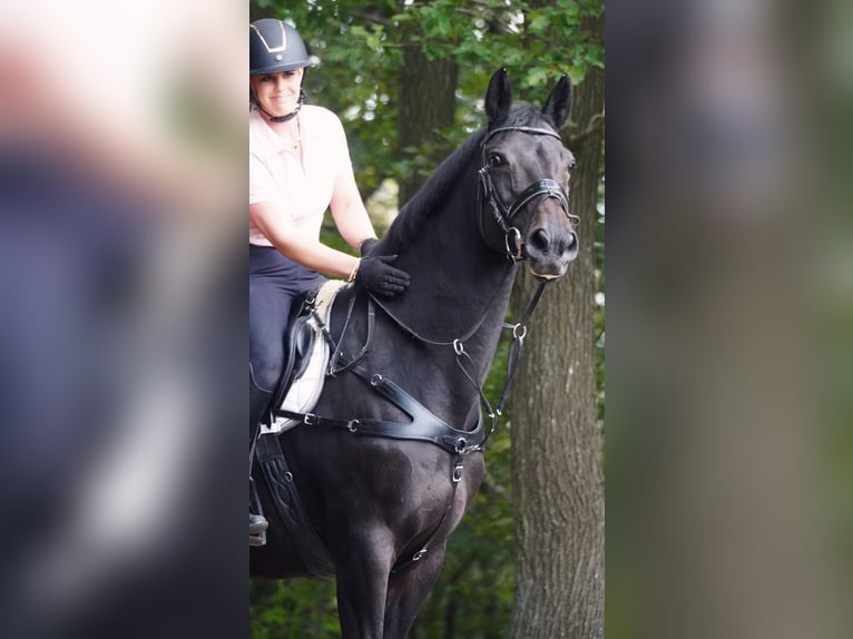 Hannoveraner Stute 17 Jahre 167 cm Schwarzbrauner in Nettersheim