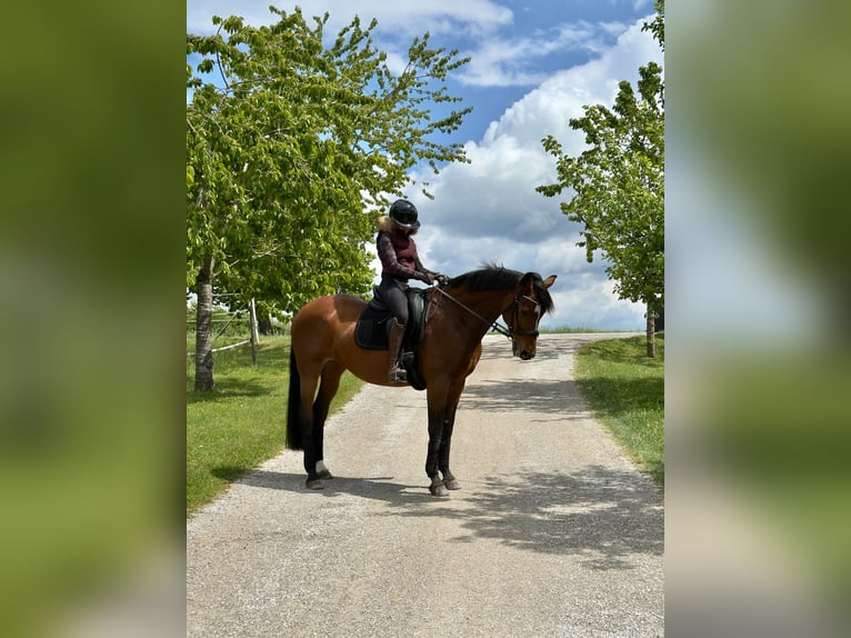 Hannoveraner Stute 17 Jahre 168 cm Brauner in Herrsching am Ammersee
