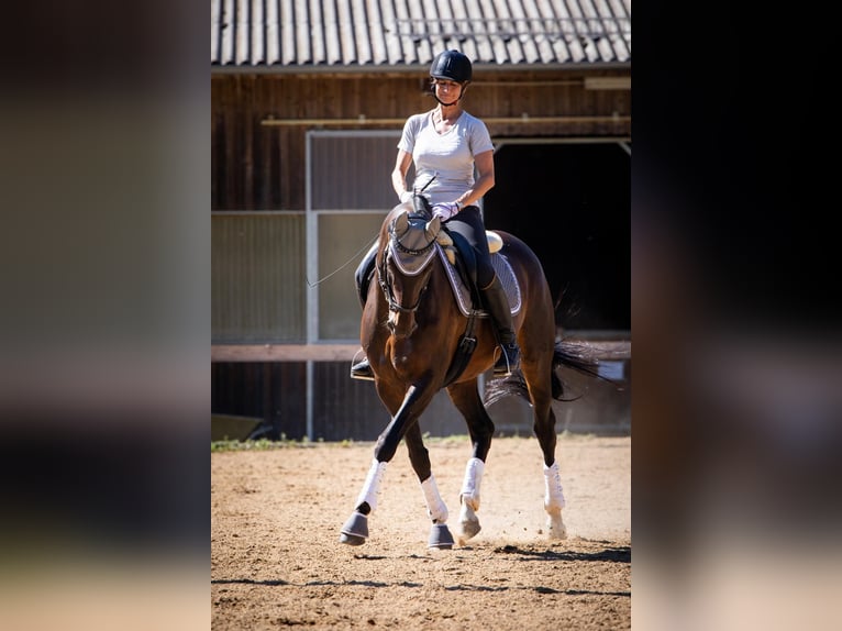 Hannoveraner Stute 17 Jahre 168 cm Brauner in Illertissen