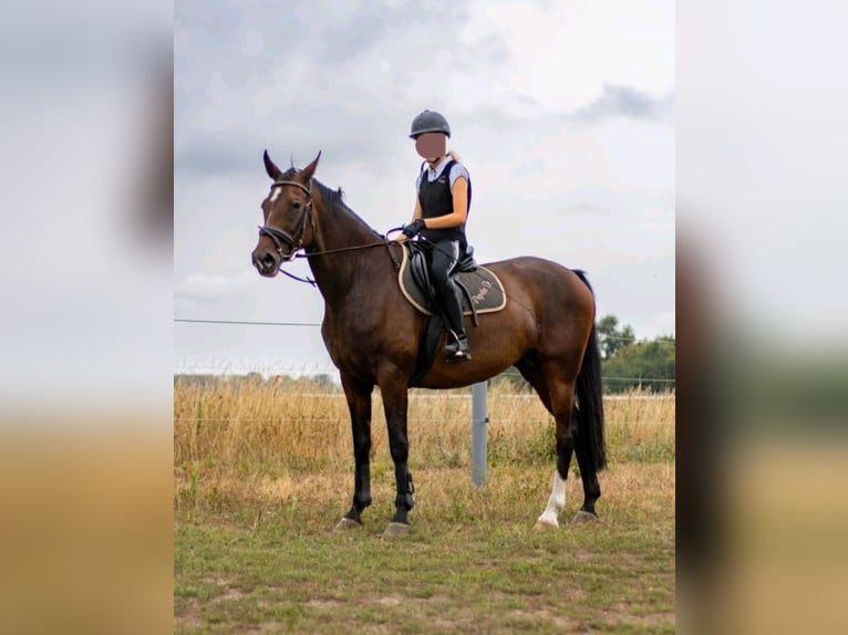 Hannoveraner Stute 17 Jahre 168 cm Dunkelbrauner in Tangeln