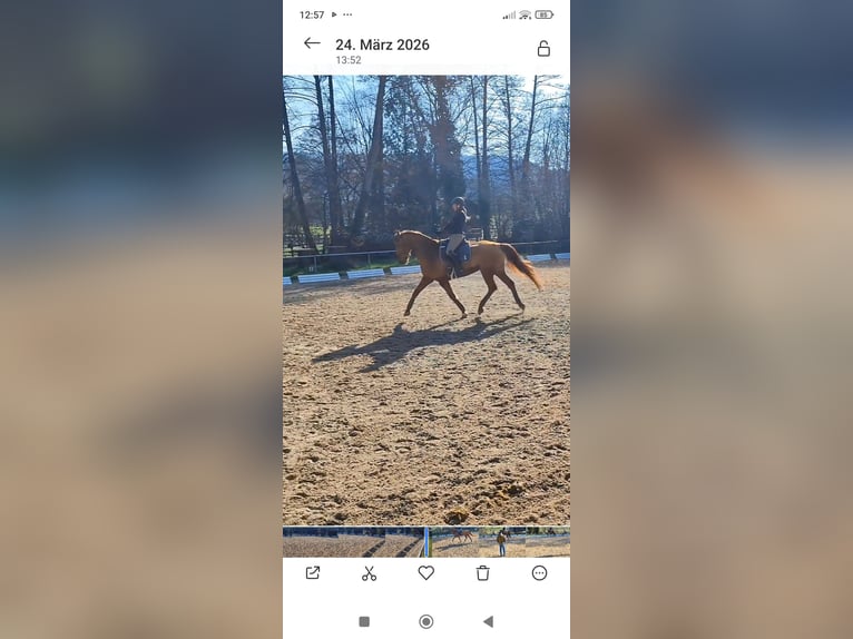 Hannoveraner Stute 17 Jahre 168 cm Fuchs in Grasellenbach