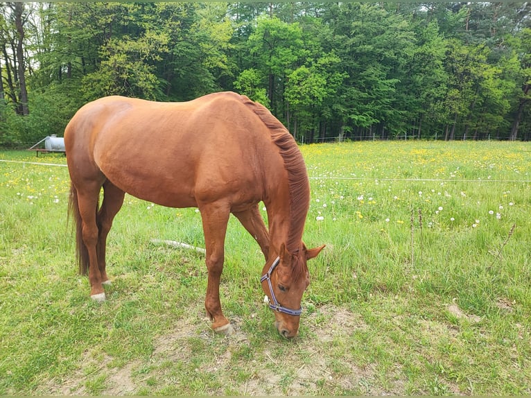 Hannoveraner Stute 17 Jahre 168 cm Fuchs in Grasellenbach
