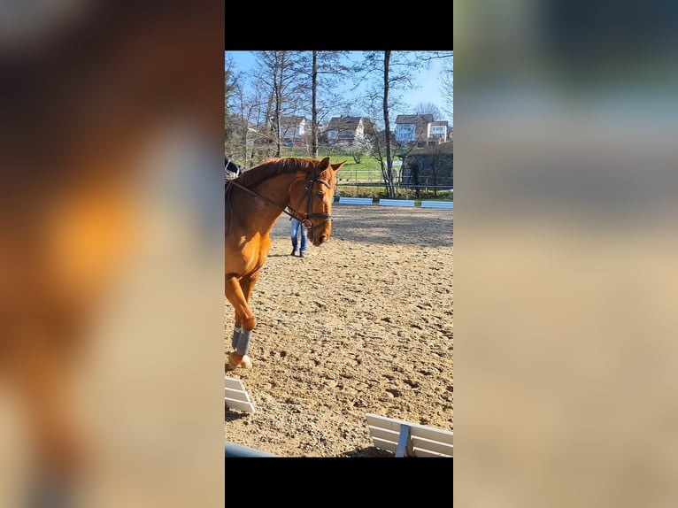 Hannoveraner Stute 17 Jahre 168 cm Fuchs in Grasellenbach
